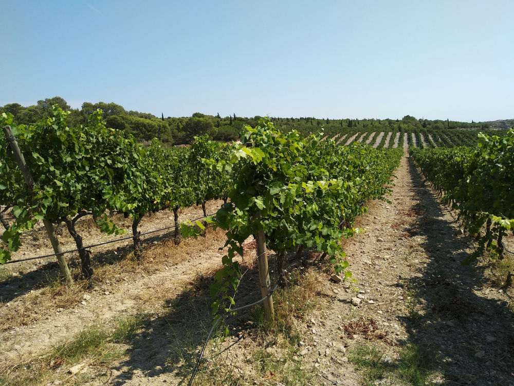 vignoble minervois